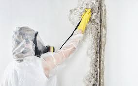 Best Emergency Mold Remediation  in Palmview South, TX